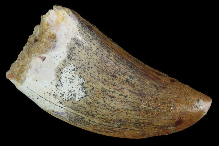 Serrated, Juvenile Carcharodontosaurus Tooth - Morocco #100092